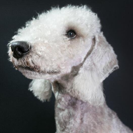 Grooming a best sale bedlington terrier